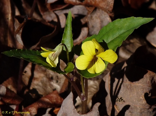 {Viola hastata}